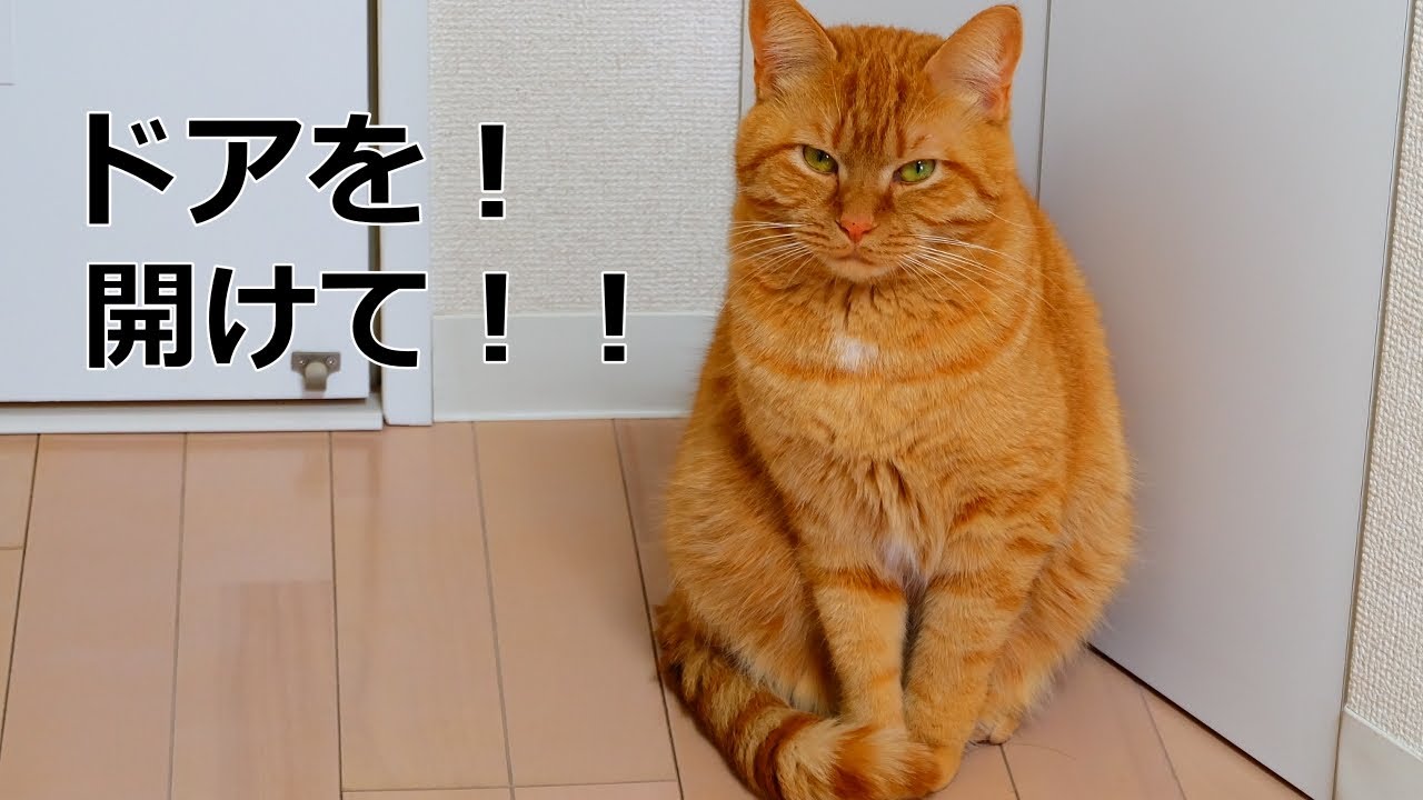 ドアを開けろと催促する猫 152小麦日記 Youtube