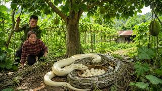 72 Hours Full Process: Farmers Discover Two Massive Pythons Coiled Around Dozens of Eggs!