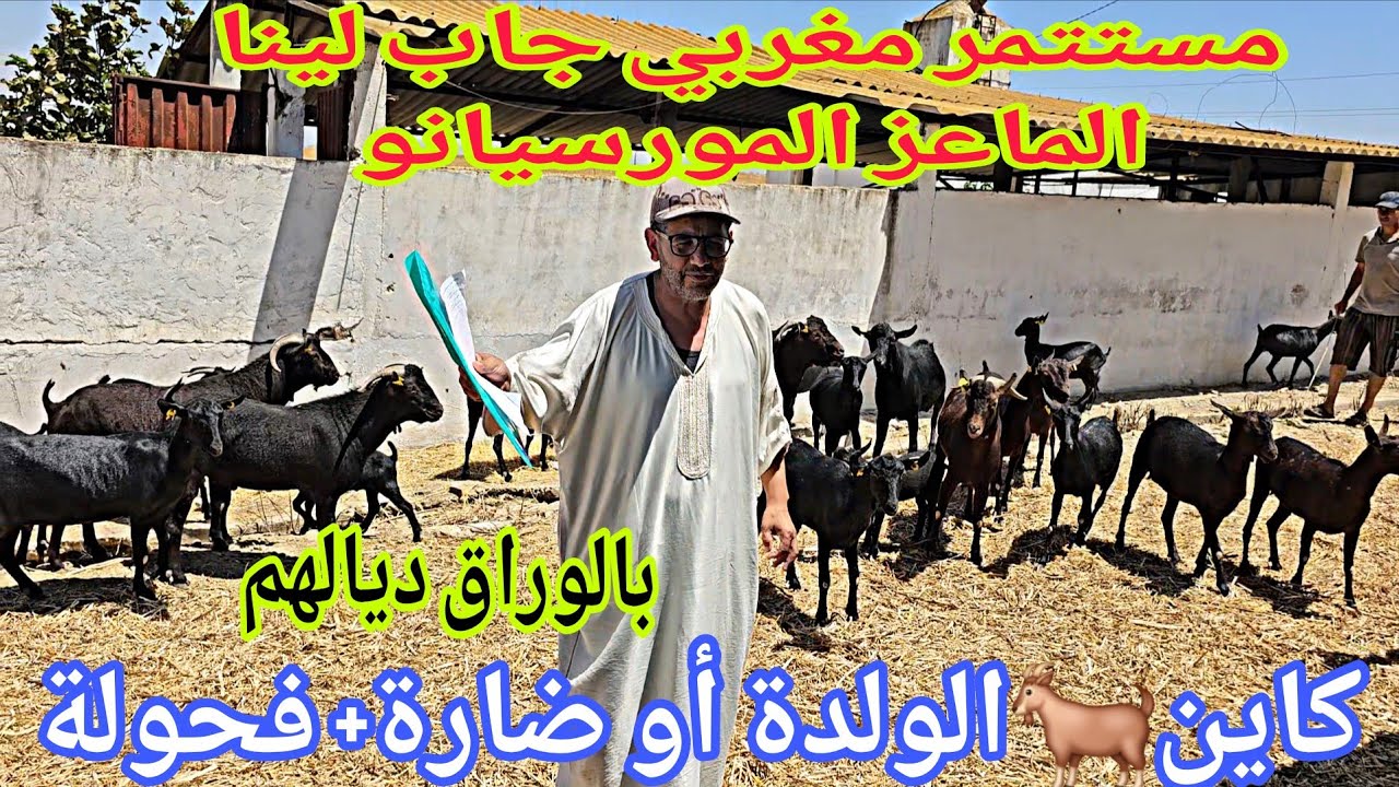 تباااارك الله مستتمر مغربي📢📢 جاب لينا الماعز المورسيانو🐐🐐 إتصل 00.34.641.21.86.20📞 ألو سي حمو