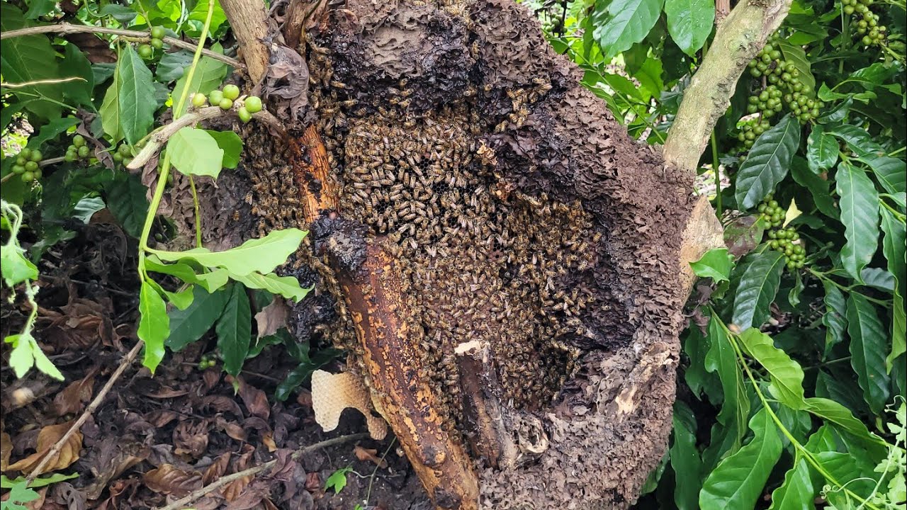 Enxame atacou Trabalhadores no CAFEZAL/ Captura de abelhas apis 🐝
