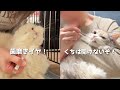 愛猫の口臭が気になるので、歯磨き始めました