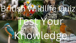 UK Wildlife Quiz screenshot 3