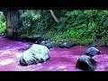 Magical Purple Water Stream 💜 | Peaceful Nature Sounds for Sleep