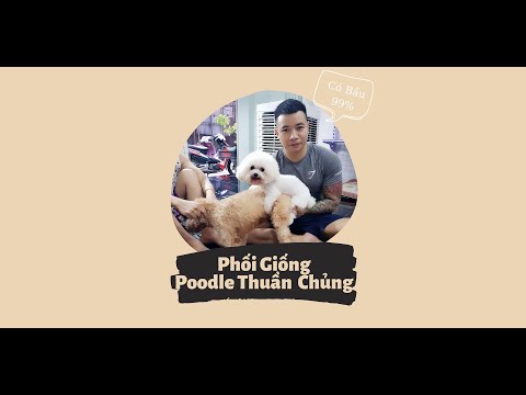 Video Phối Giống Chó Poodle | Địa chỉ phối giống chó Poodle... - youtube