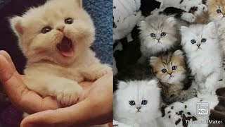 Babycats_ Cute and funny cat videos | Cute cats compilation |Angi Meow's