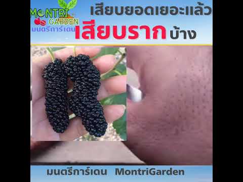 เสียบรากมัลเบอรี่. Mulberry Grafting 90% success