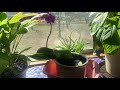 Orchid plant