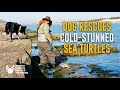 Rescue Dog Saves Cold Stunned Sea Turtles in Texas - The Rescuers DNA