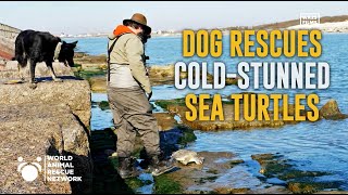 Rescue Dog Saves Cold Stunned Sea Turtles in Texas - The Rescuers DNA