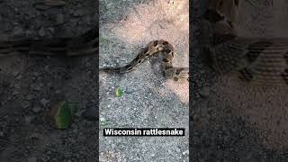 Wisconsin Rattlesnake