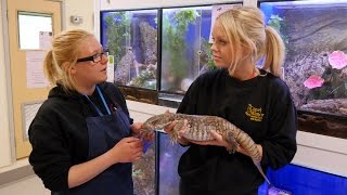 Level 3 Animal Management courses at Capel Manor College