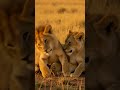 King of Jungle With His Family 🦁👑 #subscribe #international #lion #ev #viraltimes #viralworld