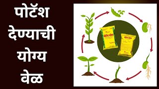 पोटॅश खत पिकाला कोणत्या अवस्थेत दिल्यानंतर जास्त फायदा होतो. ll Potash Fertilizer use in plants