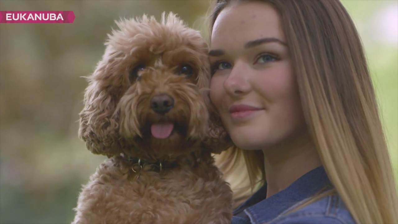 eukanuba cocker spaniel