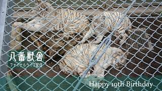 「最終回」上から八番獣舎シロップファミリーライブ配信