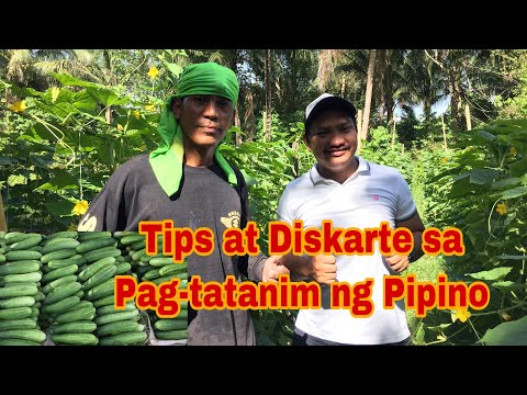 Video: Nag-aalaga Kami Ng Mga Pipino