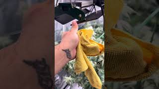 Don’t hate the amateur grower because he might not have it all right #garden #plants #viral #shorts
