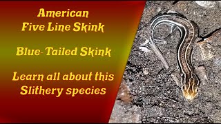 American Five Lined Skink  Where can you find them? What do they eat? Backyard Critters