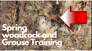 Spring Woodcock and Grouse Training