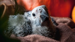 Птенцу жако 1.5 месяца. Как мы справляемся? Птенцу жако 1.5 месяца. Как мы справляемся?