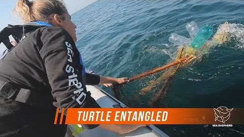 Sea Shepherd Rescues Turtle Entangled in Fishing Gear