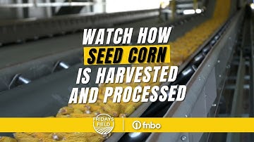 Inside a Nebraska SEED CORN production plant | From harvest to packaging! 🌽