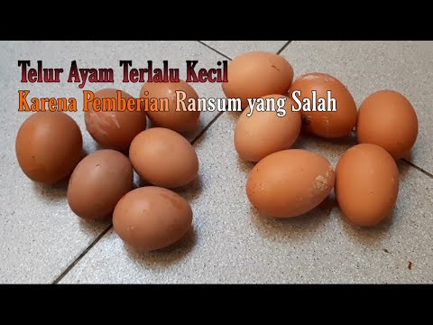 Telur Kecil Abnormal, Penyebab dan Cara Pengendaliannya