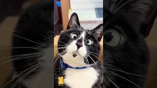 Funny Cat & Cute Kittens867😻 #shorts #kucing #kucinglucu #funny #pet #cat #foryou #viral #viralvideo