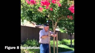 How to stake a tree the easy way