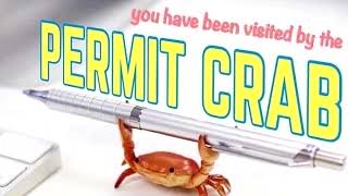 You Have Been Visited By The Permit Crab