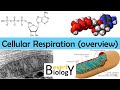Cellular Respiration (Overview) - updated