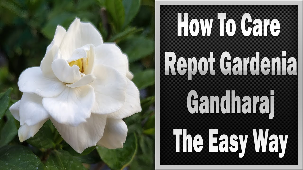 Soin des plantes à fleurs du Gandharaj