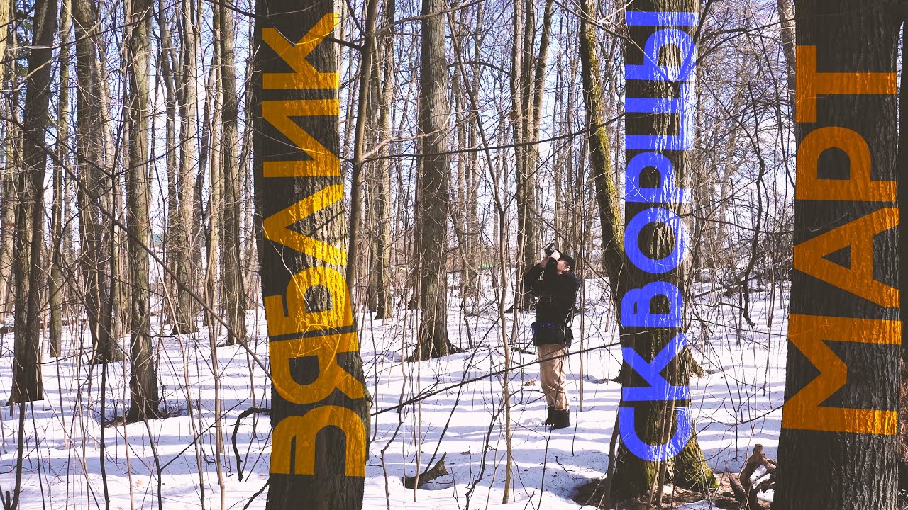 Стая скворцов. Зяблик. Лайфер у бёрдвотчеров. Прогулка в березовой роще ...