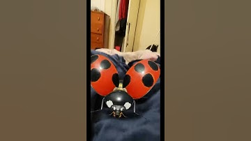 Google 3D: Giant Ladybug On The Bed