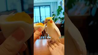XL Parrot Food Secrets Stores Hate You Know! 🦜🤫#animals #foryou #fyp #science #parrot