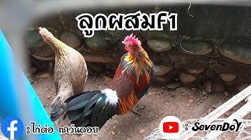 ไก่ลูกผสมน้ำ1สวยๆครับ / Qaib qus Pom1. [ SevenDoY ]