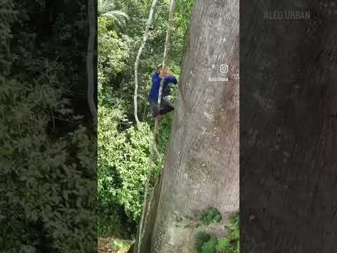 Léo vs pygmies