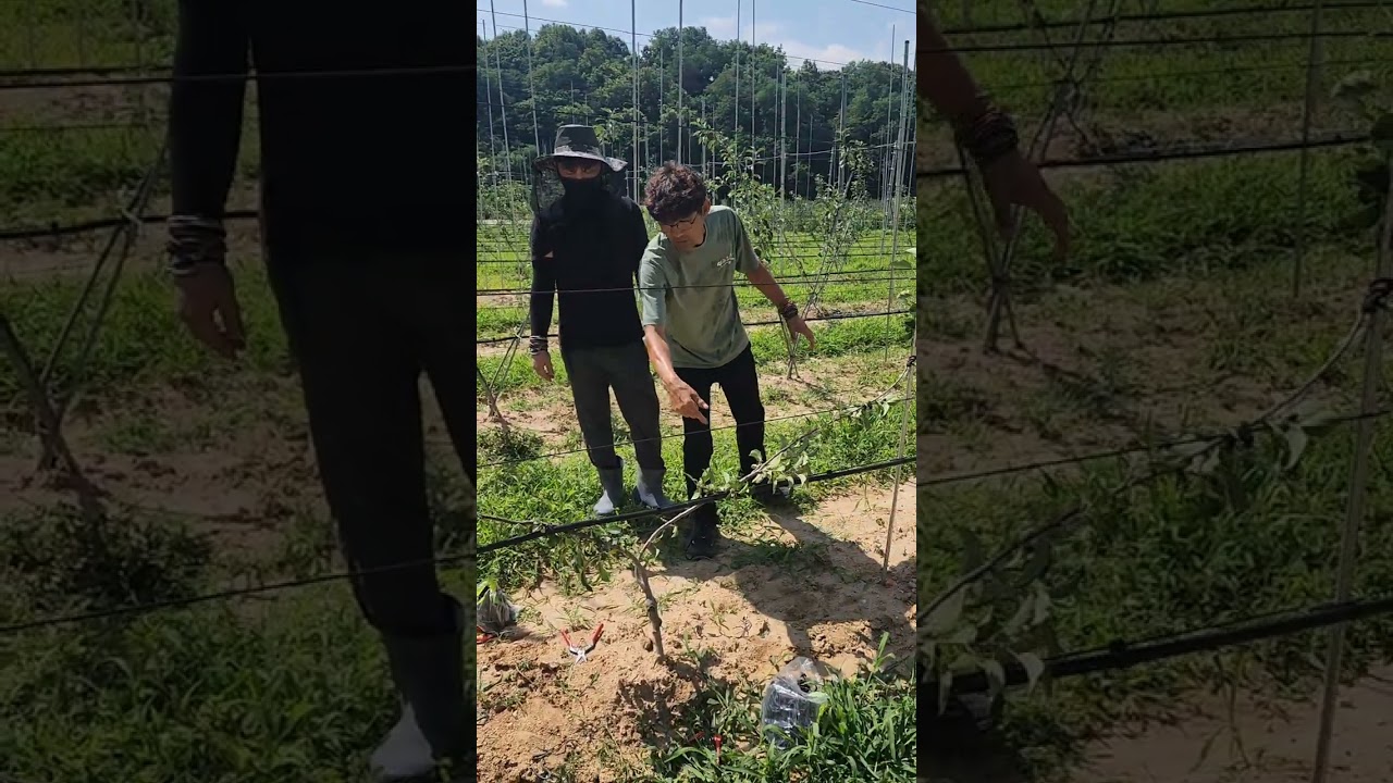 미래다축형 구요(구욧) 사과나무 수형잡기