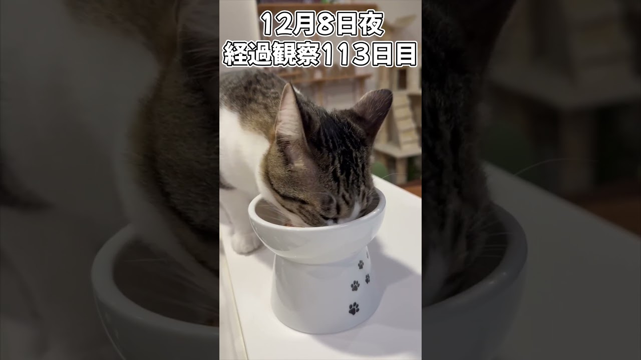 ハルのFIP闘病記 投薬治療終了! 経過観察113日目その2 #shorts #猫 #子猫