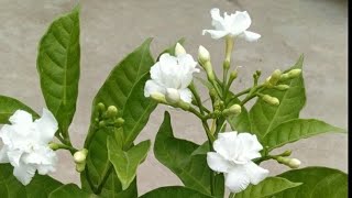 Chandni Flower Plant || Crepe Jasmine  #shorts #chandniflower #crepejasmine #growinggarden