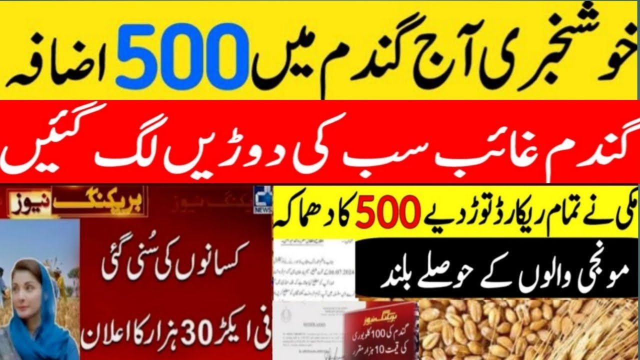 Wheat price in pakistan | گندم کا ریٹ 2024 | today Gundam rate in ...