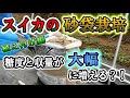 糖度、収量大幅アップ?!「スイカの砂袋栽培」に挑戦!!植え付け編
