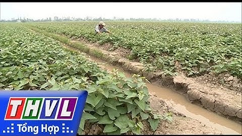 THVL | Tỷ phú khoai lang
