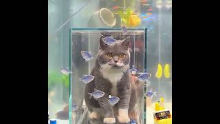 This girl loves cats more than she loves herself #pets #cute #love #shorts