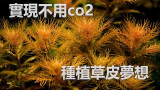 不用co2有可能把水草給種的翠綠又健康嗎?其實還真的有可能喔!!