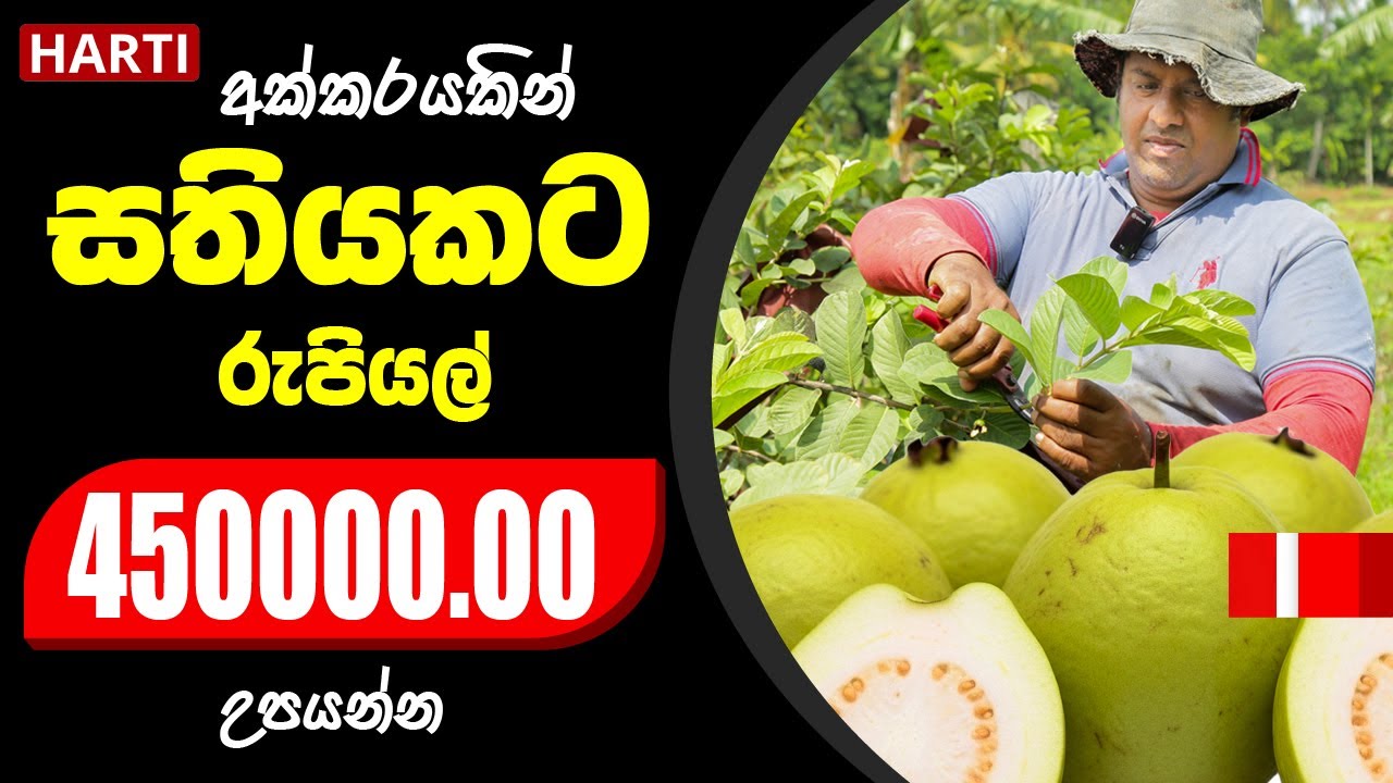 අක්කරයකින් සතියකට රුපියල් 450000.00 ක් උපයන්න | පේර වගාව | HARTI