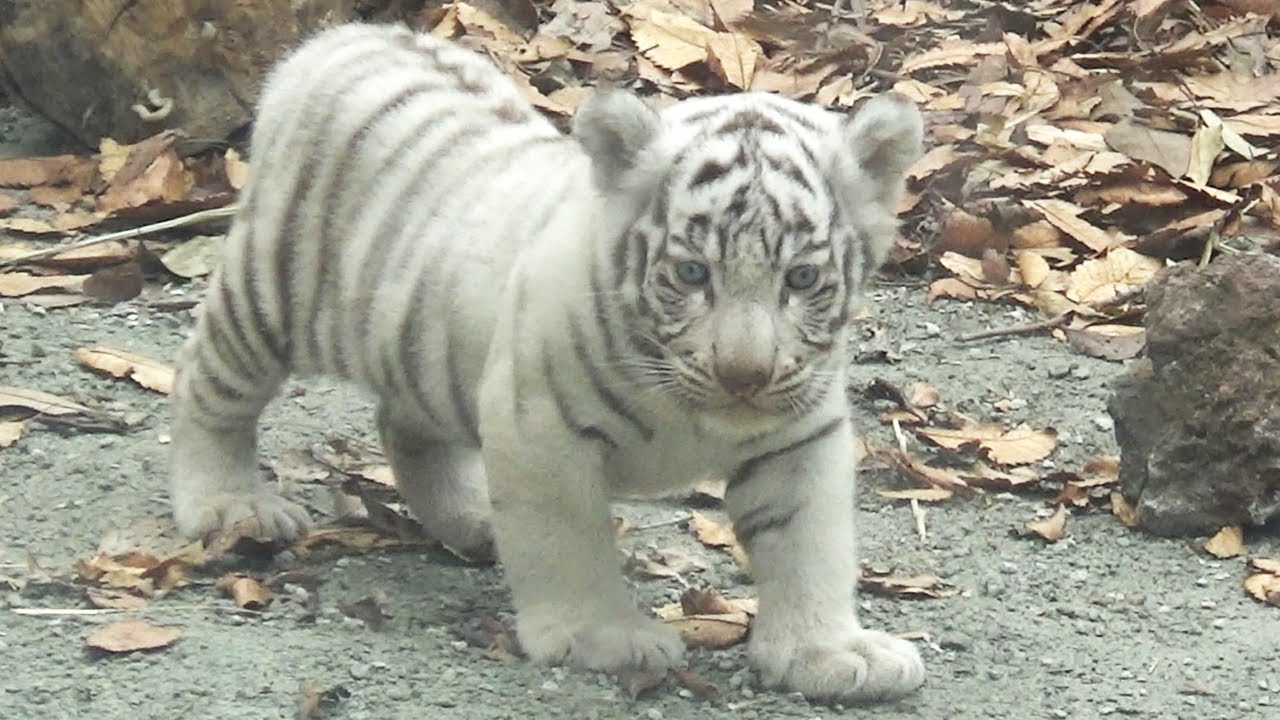 Занятый день у мамы! Игривая старшая сестра и нежный младший брат вместе с любовью 😍