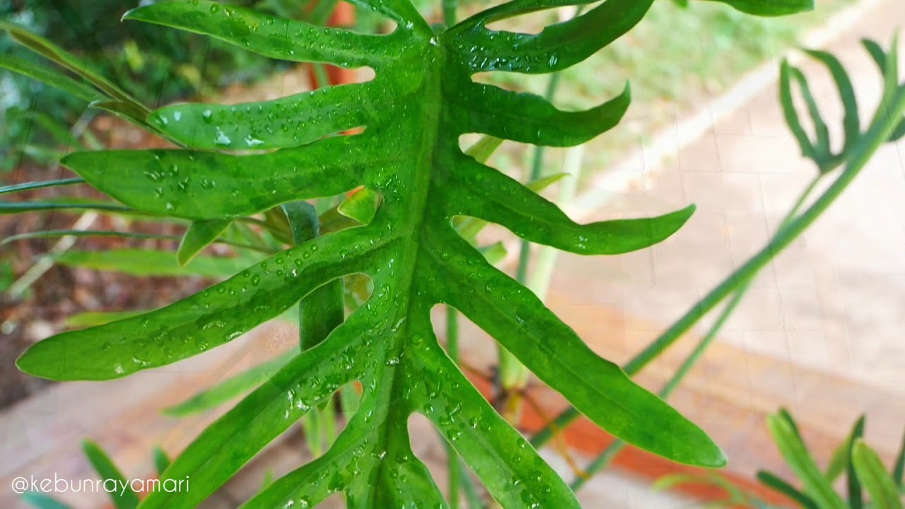 philodendron dragon tail variegated Philodendron Golden Dragon Variegated 6