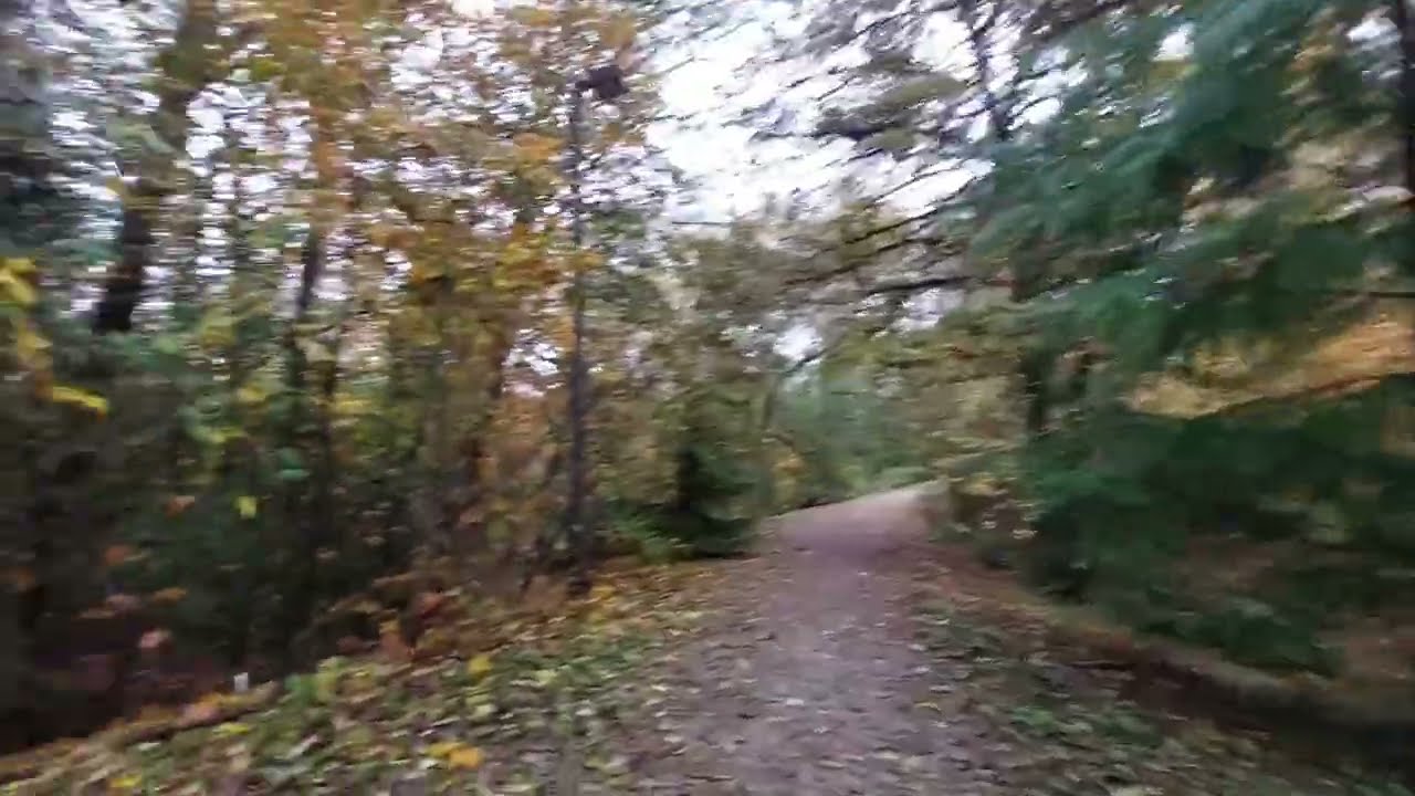 Renfrew Ravine Rim Trail #2 – Walking Back on Yellow Leaves 🍂 | Burnaby–Vancouver, Canada