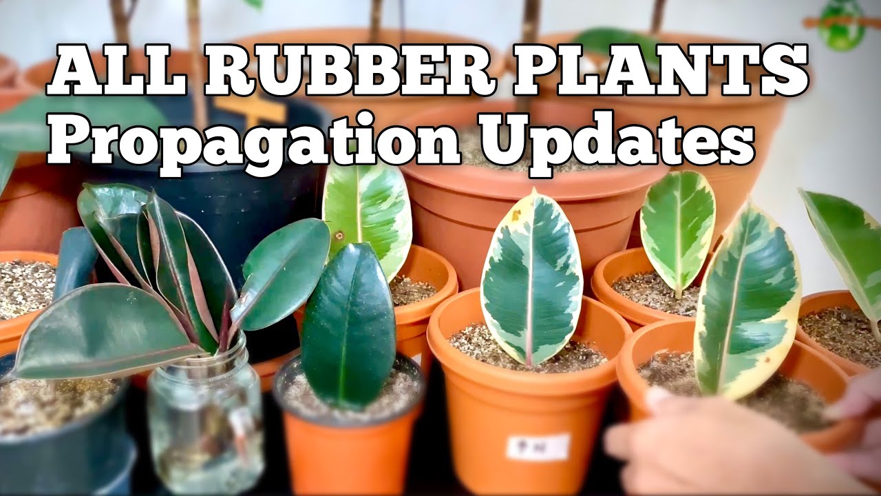 Rubber Plants or Ficus Elastica UPDATES All Rubber Plants Updates